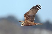 Rohrweihe Weibchen im Flug