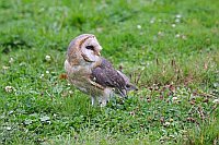 Schleiereule rueckwaerts schau