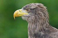 Seeadler Kopfportrait seitlich