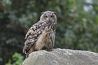 Uhu auf Stein sitzend