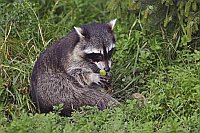 Waschbaer Weintrauben essend