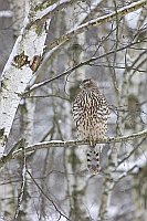 Habicht im Winterwald
