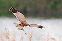 Rohrweihe mit Nistmaterial