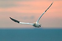 Basstoelpel vor Abendhimmel