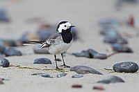 Bachstelze am Sandstrand