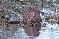 Biber m Ast im Flachwasser