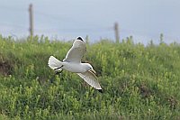 Dreizehenmoewe ue Grashang