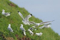 Dreizehenmoewen am Grashang