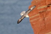 Eissturmvogel v Helgolandklipp