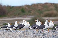 Heringsmoewen rastend