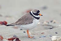 Sandregenpfeifer a Sandstrand