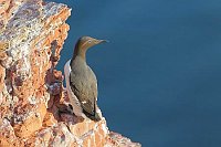 Trottellumme i roter Felswand