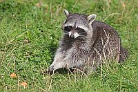 Waschbaer Pfoten streckend