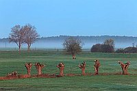 Wiese im Morgennebel