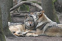 Wolf Fehe Ruede Zweisamkeit