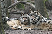 Wolf Fehe und Ruede Eintracht