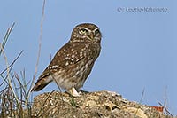 Steinkauz Seitenans a Stein