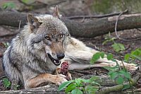 Wolf beim Essen