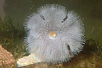 Seeanemone Draufansicht