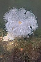 Seeanemone HF Draufsicht HF