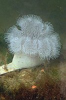 Seeanemone Seitenansicht HF