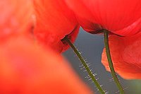 Katschmohn Durchblick
