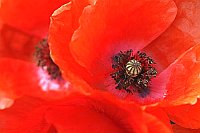 Katschmohn Staubgefaesse