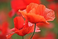Klatschmohn Blueten duftig