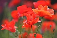 Klatschmohn Blueten rot