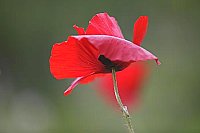 Klatschmohn grazil