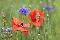 Klatschmohn Hummel Kornblume