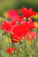 Klatschmohn vor gelben Blueten