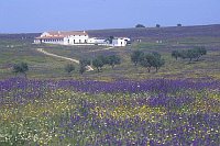 Finca mit Weg und Blumen