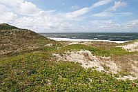 Sylt Duenen Strandrose Meer