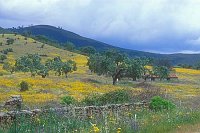 gelbe Huegellandschaft-Gewit