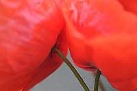 Klatschmohn 2 Blueten Detail