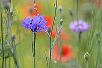 Kornblume vor Mohnbluete