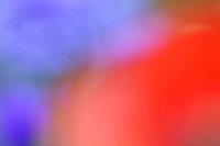 Mohn Rot Kornblumen Blau