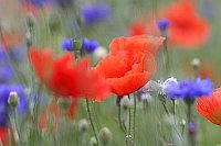 Mohn u Kornblumen Blueten