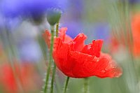 Mohn vor Kornblumen duftig