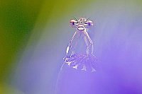 Kleinlibelle auf Mohnkapsel li