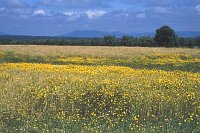 Extremadura gelbe Wucherblumen