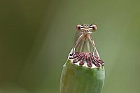 Kleinlibelle Kopfportrait