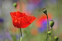 Mohnblume farbiger HG