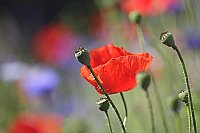 Mohnblume Kapseln farbig