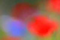 Rottoene u Kornblumenblau