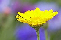 Faerberkamille bunter HG