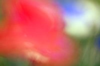 Farbspektrum Blumenwiese