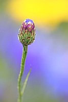 Kornblumen Knopse farbiger HG