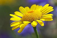 Faerberkamille Bluete blauer H